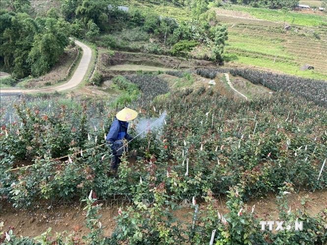 Việc sử dụng thuốc bảo vệ thực vật luôn được các chủ vườn hoa trên địa bàn tỉnh Lai Châu tuân thủ đúng nguyên tắc “phun đúng thời điểm, đúng liều lượng” nhằm bảo vệ môi trường. Ảnh: Đinh Thùy - TTXVN
