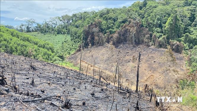 Nhiều diện tích rừng phòng hộ giáp ranh với rừng trồng của người dân tại huyện Vĩnh Thạnh có nguy cơ bị phá hoại, lấn chiếm. Ảnh: Tường Quân - TTXVN