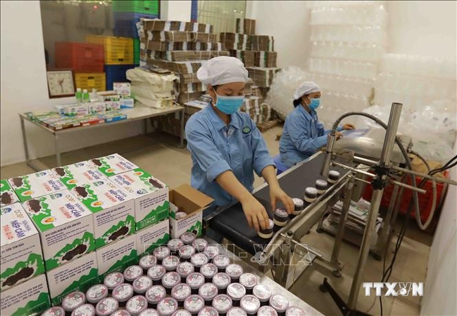 Đóng gói sản phẩm sữa chua tại cơ sở sản xuất của Hợp tác xã chăn nuôi bò sữa Tam Đảo, xã Bồ Lý, huyện Tam Đảo (Vĩnh Phúc). Năm 2019, sản phẩm sữa chua, sữa chua nếp cẩm, sữa tươi đóng chai của HTX đạt chất lượng sản phẩm OCOP 3 sao. Ảnh: Vũ Sinh - TTXVN