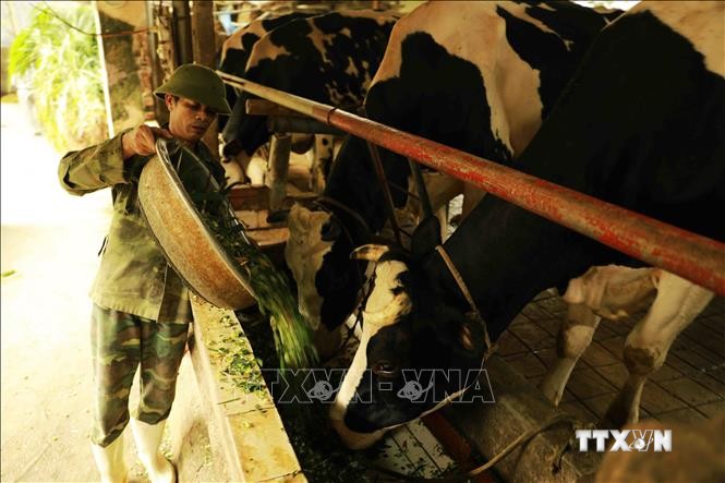 Hộ chăn nuôi bò sữa của gia đình ông Lê Văn Phương, thôn Kim Đê, xã An Tường, huyện Vĩnh Tường (tỉnh Vĩnh Phúc), hiện nay đang nuôi 20 con bò sữa đang cho thu hoạch khoảng 400kg sữa/con/ngày, thu lãi khoảng 2 triệu đồng/ngày. Ảnh: Vũ Sinh – TTXVN
