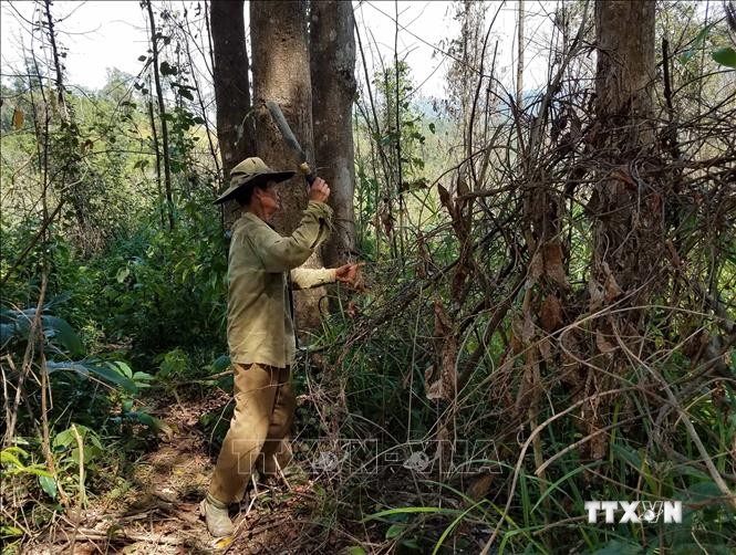 Người dân quản lý, bảo vệ rừng phát quang khu vực có nguy cơ xảy ra cháy. Ảnh: TTXVN phát
