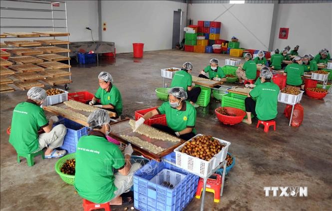 Nhân viên Công ty cổ phần xuất nhập khẩu hoa quả Sơn La chế biến long nhãn. Ảnh: Quang Quyết-TTXVN