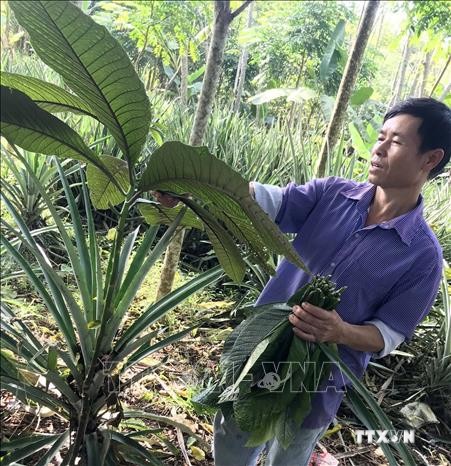 Một cây thuốc quý được phát hiện tại Vườn quốc gia Bến En. Ảnh: Nguyễn Nam-TTXVN
