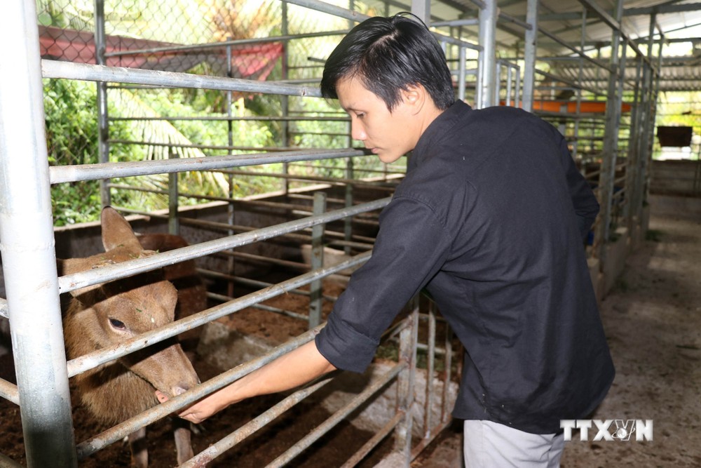 Anh Nguyễn Hoàng Việt nuôi hươu sao lấy nhung thu gần 450 triệu đồng/năm