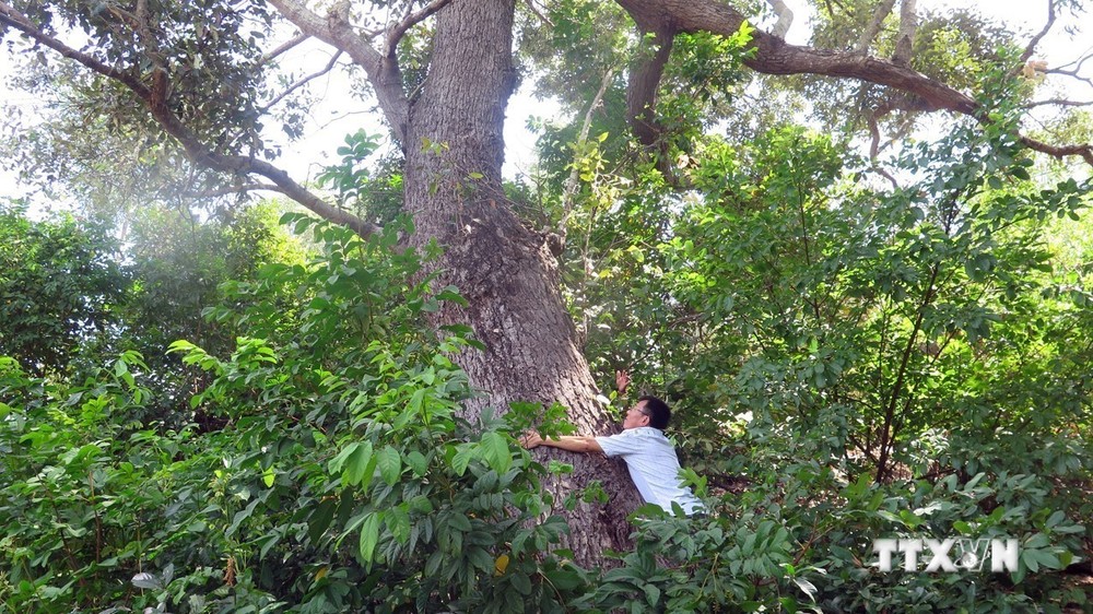 Cần sớm có giải pháp bảo vệ cây chai lá cong - Loài cây đặc hữu và quý hiếm của Việt Nam