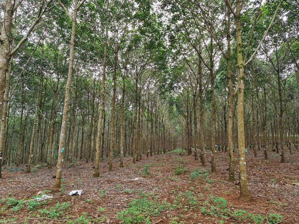 Đắk Nông giao hơn 11.500 ha rừng cho người dân quản lý, bảo vệ