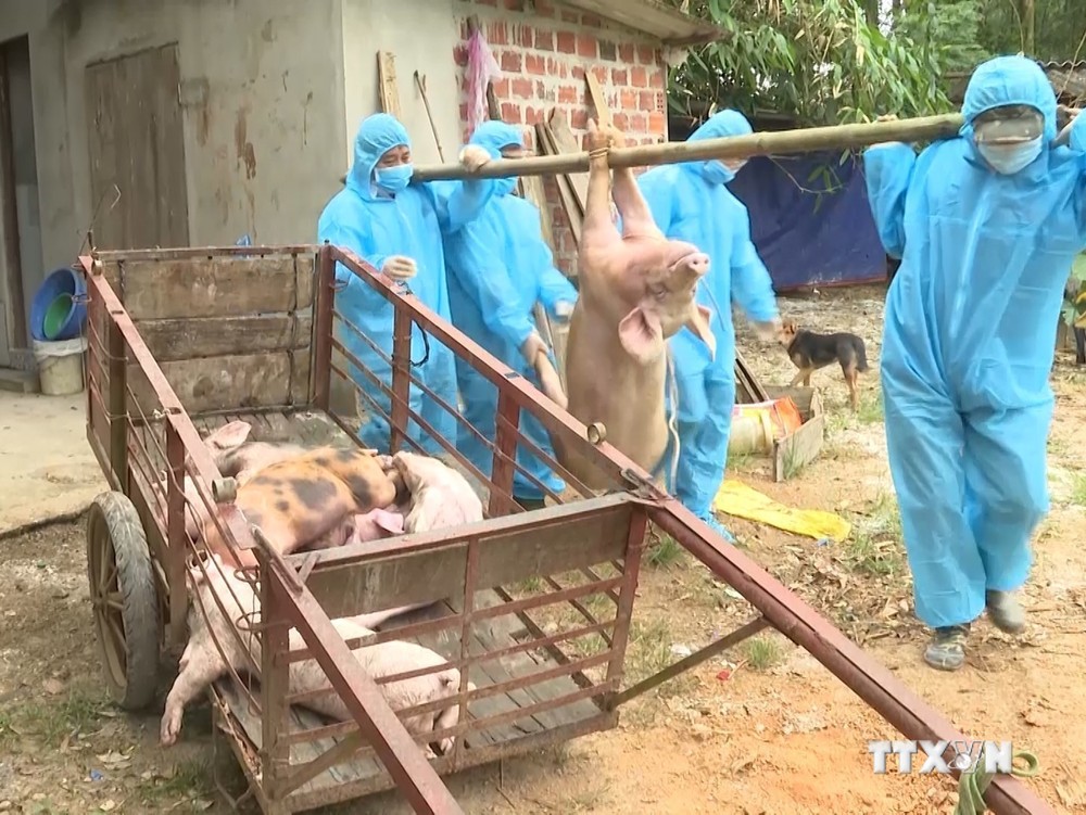 Lực lượng chứ năng tiến hành tiêu hủy lợn đã mắc bệnh dịch tả lợn châu Phi. Ảnh: TTXVN phát
