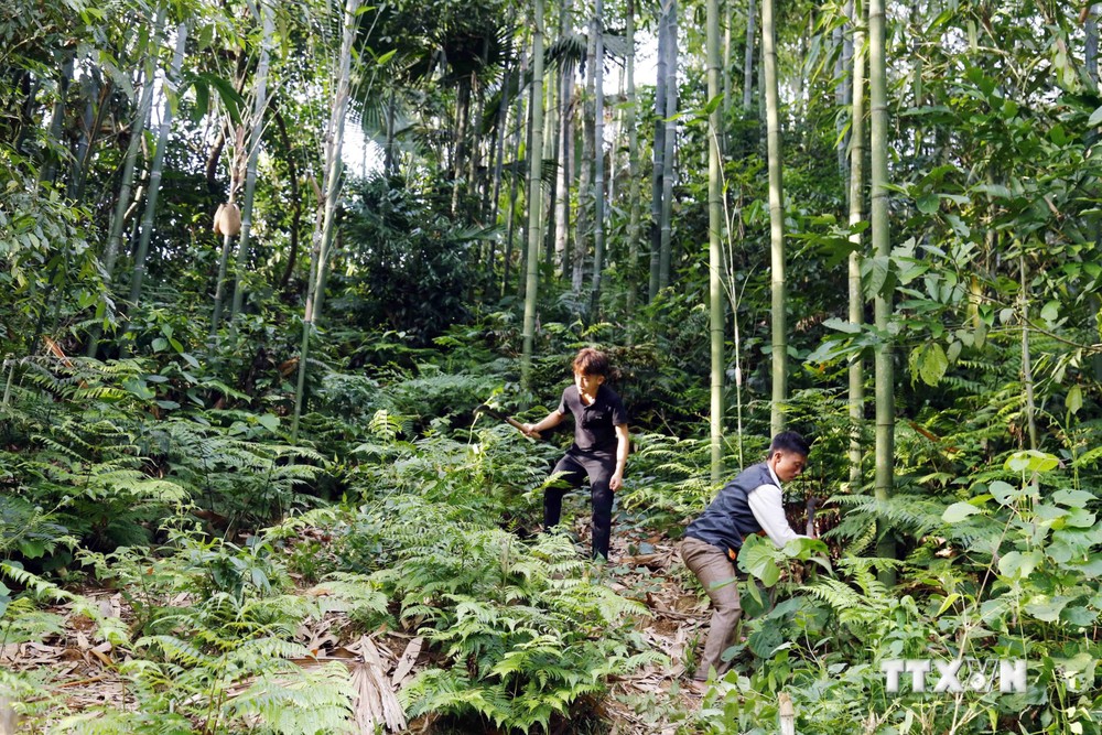 Người dân xã Hồng Quang, huyện Lâm Bình, trồng rừng phát triển kinh tế. Ảnh: Quang Cường –TTXVN