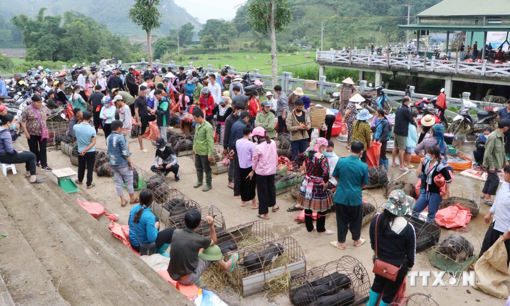 Khu vực chợ lợn San Thàng nhộn nhịp người bán, người mua. Ảnh: Nguyễn Oanh - TTXVN
