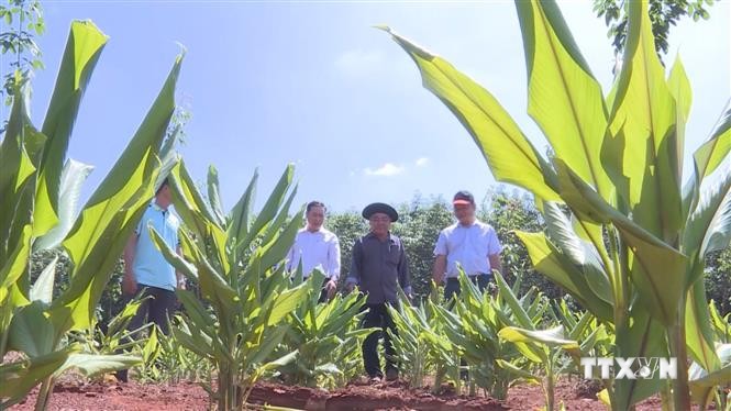 "Lấy ngắn nuôi dài" - phương pháp giúp nông dân Bình Phước cải thiện thu nhập