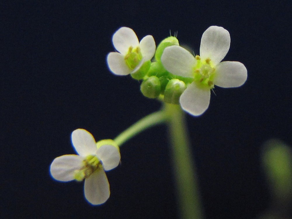 Cây Arabidopsis thaliana. Ảnh: inaturalist.org