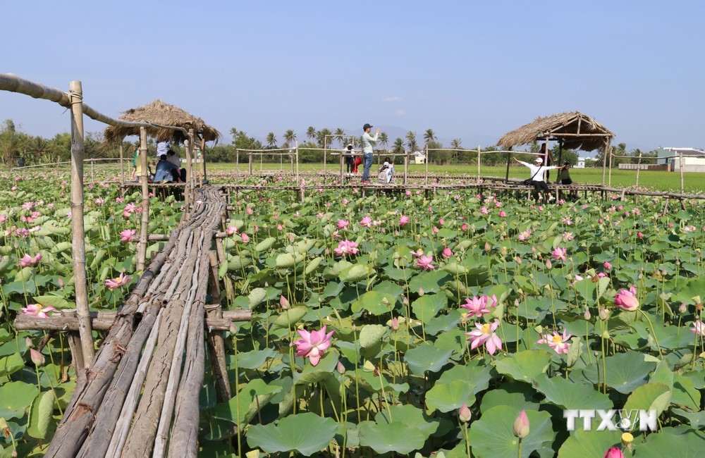 Mô hình du lịch sinh thái làng sen của đồng bào Chăm (thị trấn Phước Dân, huyện Ninh Phước, tỉnh Bình Thuận). Ảnh: TTXVN phát
