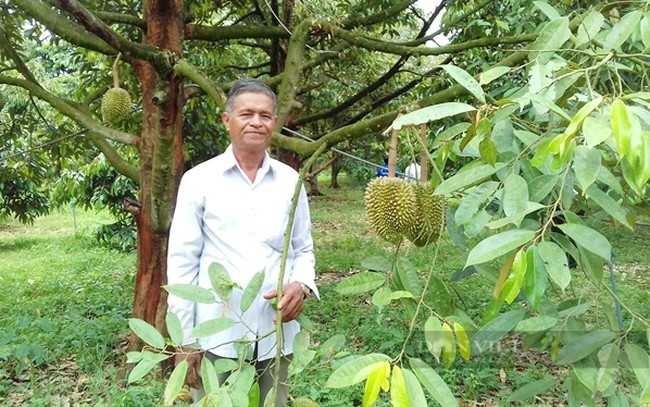 Ứng dụng khoa học công nghệ nâng cao giá trị cây sầu riêng ở Bình Phước