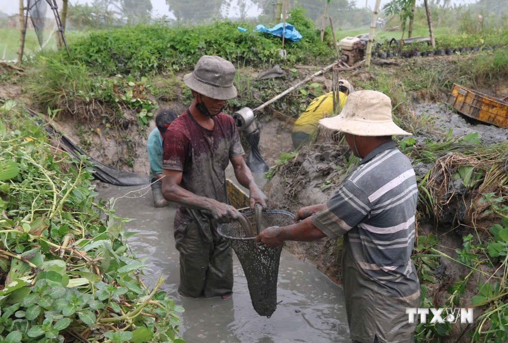 Xã viên HTX nông nghiệp Dân Tiến, huyện Cầu Kè thu hoạch cá trê theo mô hình kết hợp nuôi thủy sản trong ruộng lúa . Ảnh: Thanh Hòa - TTXVN
