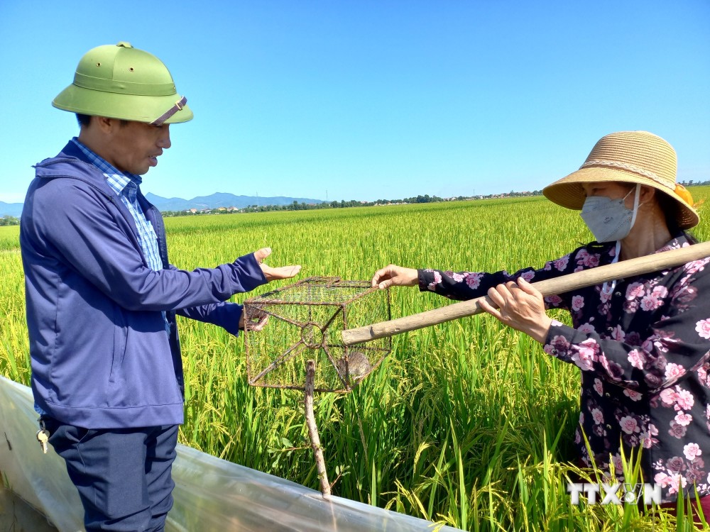 Người dân huyện Quảng Ninh giăng bạt nilon, đặt bẫy chống chuột phá hại lúa. Ảnh: Đức Thọ - TTXVN