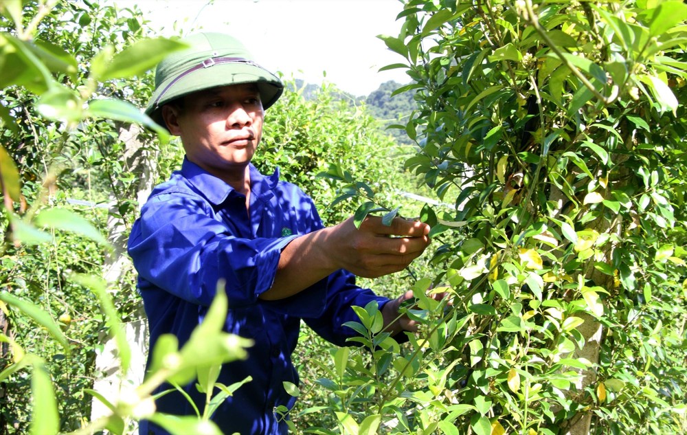 Mô hình trồng cây thìa canh làm dược liệu của Công ty Cổ phần Dược liệu Pù Mát, huyện Con Cuông (Nghệ An) mang lại hiệu quả kinh tế cao gấp nhiều lần so với trồng ngô, mía. Ảnh: Văn Tý-TTXVN