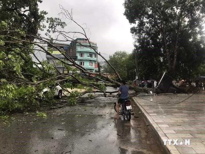 Một cây xanh bị quật ngã do ảnh hưởng của mưa dông ở thị trấn Yên Thế, huyện Lục Yên, tỉnh Yên Bái. Ảnh: TTXVN phát