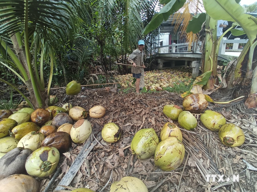 Nông dân thu hoạch dừa khô nguyên liệu. Ảnh: Công Trí - TTXVN
