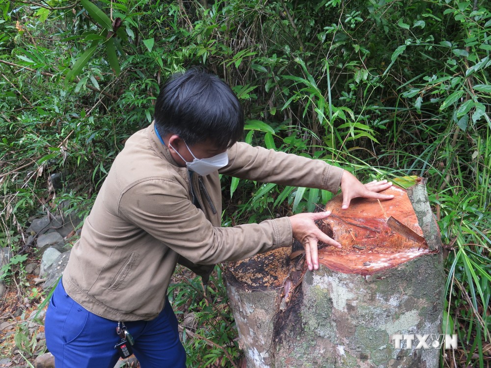Một thân cây có đường kính hơn 40 cm vừa bị chặt phá tại tiểu khu 165, xã Sơn Hội, huyện Sơn Hòa. Ảnh: Tường Quân - TTXVN
