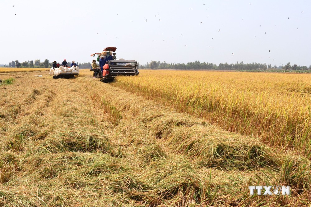 Đồng Tháp phát triển vùng trồng lúa được cấp mã số lên hơn 52.700 ha