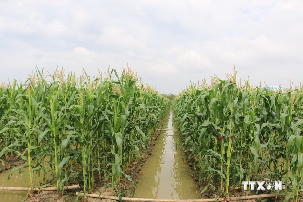 Mô hình trồng Ngô ở huyện Phước Long cho hiệu quả cao gấp 4 lần trồng lúa. Ảnh: Tuấn Kiệt – TTXVN
