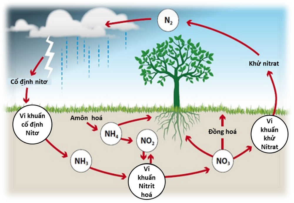 Phát hiện protein ở thực vật giúp nâng cao hiệu quả sử dụng nitơ trong nông nghiệp