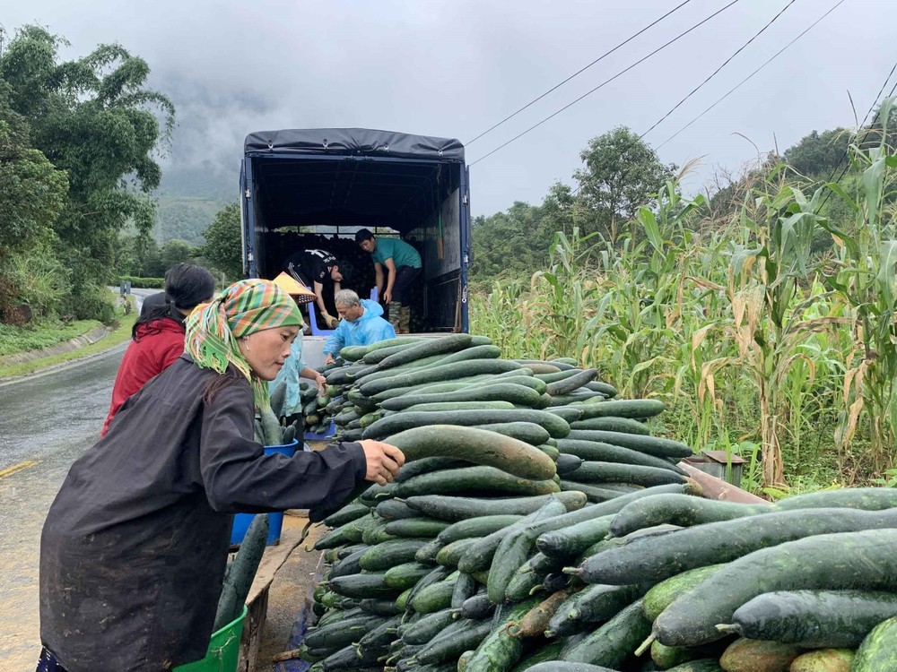Từ cuối tháng 6 đến nay, người dân xã Giang Ma, huyện Tam Đường (Lai Châu) đã thu hoạch và bán khoảng hơn 170 tấn bí xanh, mỗi quả bí có trọng lượng từ 1,2-2,5 kg. Ảnh: Đinh Thùy-TTXVN
