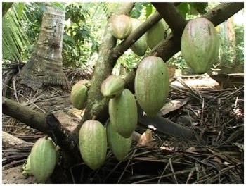 Trà Vinh khuyến khích nhân rộng mô hình trồng dừa xen ca cao
