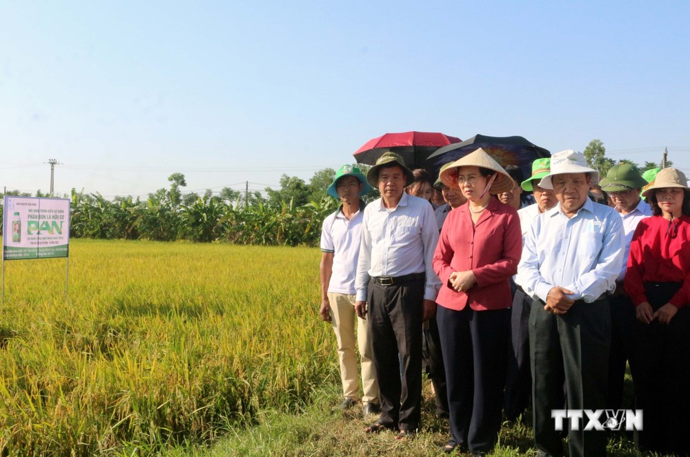 Hội nghị đầu bờ đánh giá kết quả sử dụng phân bón lá hữu cơ trên cây lúa tại xã Tiêu Động, huyện Bình Lục (Hà Nam). Ảnh: Nguyễn Chinh - TTXVN
