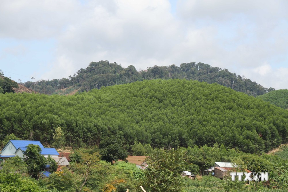 Đắk Lắk hoàn thành kế hoạch trồng rừng năm 2022
