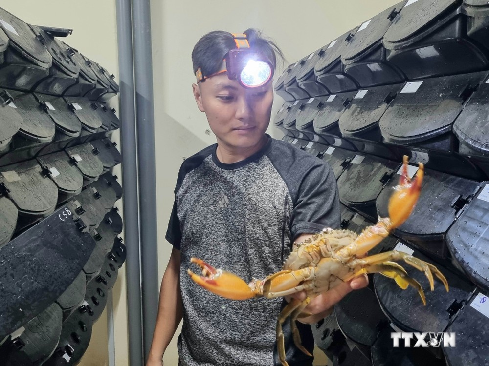 Độc đáo mô hình nuôi cua biển trong hộp nhựa đầu tiên tại Ninh Bình