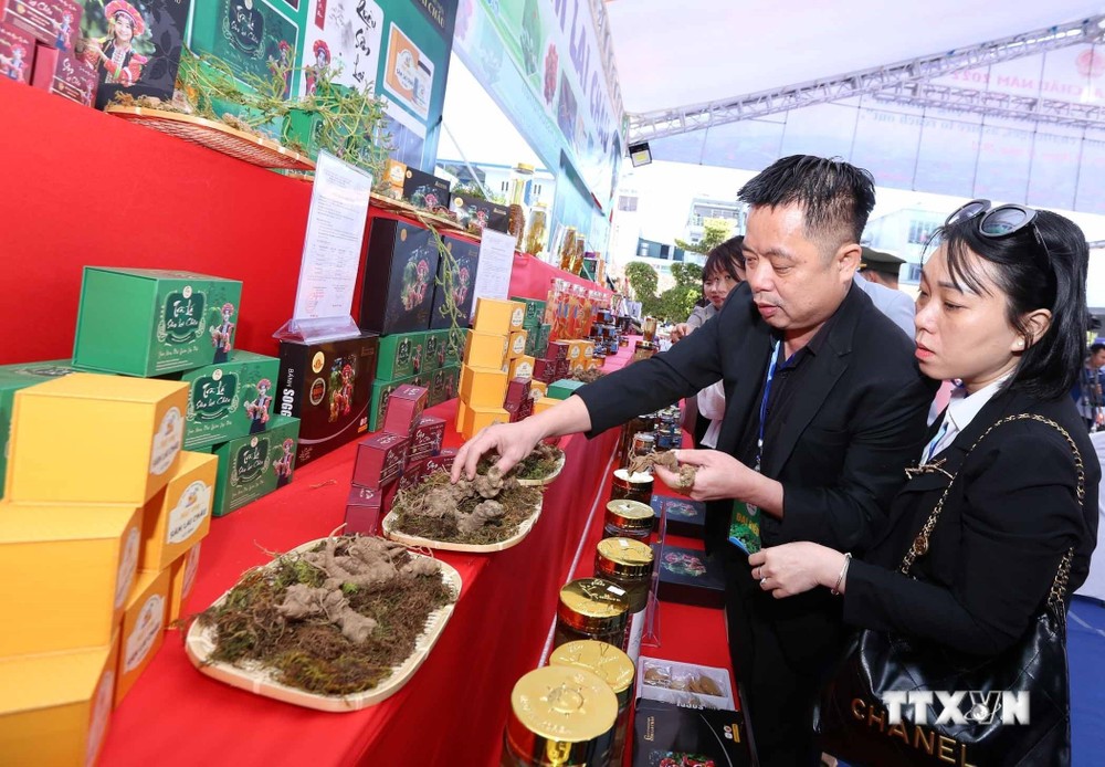 Du khách được mục sở thị củ Sâm Lai Châu tại gian trưng bày sản phẩm tại Hội chợ. Ảnh: Quý Trung – TTXVN
