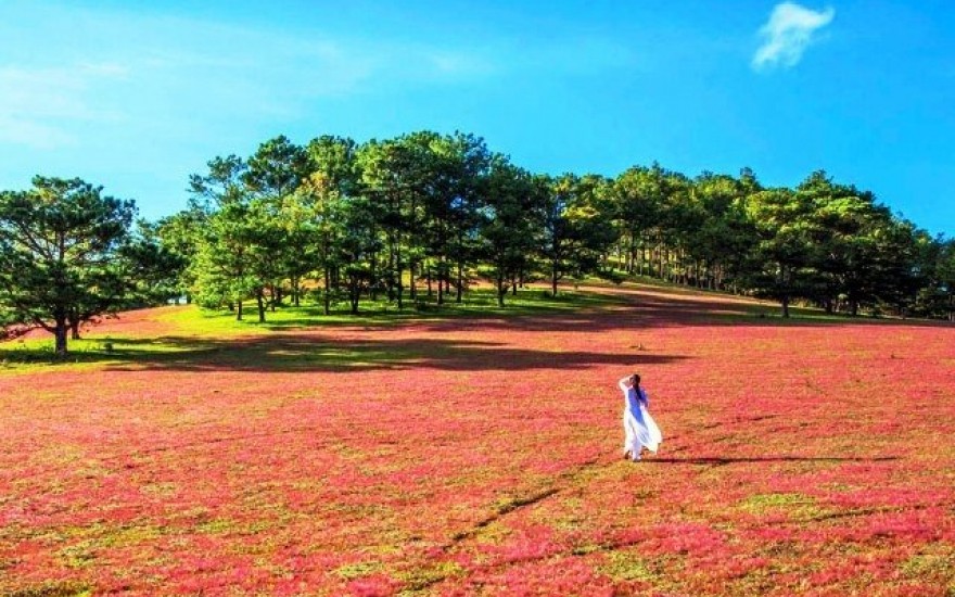 Mùa hội cỏ hồng Langbiang 