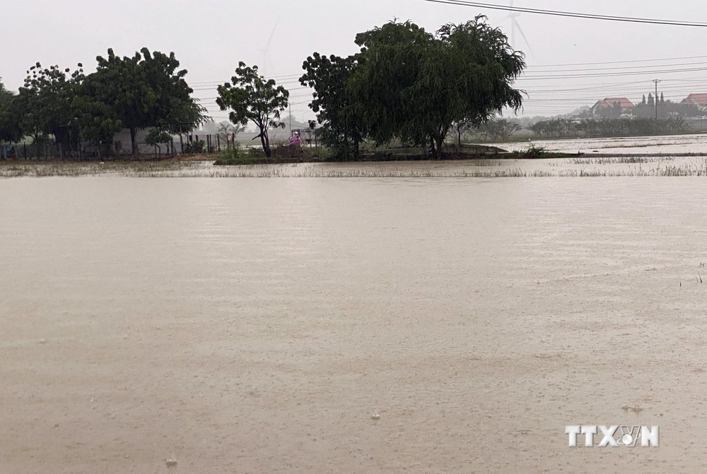 Một số địa phương vùng trũng thấp ở huyện Thuận Nam bị ngập lụt do mưa lớn. Ảnh: Công Thử - TTXVN
