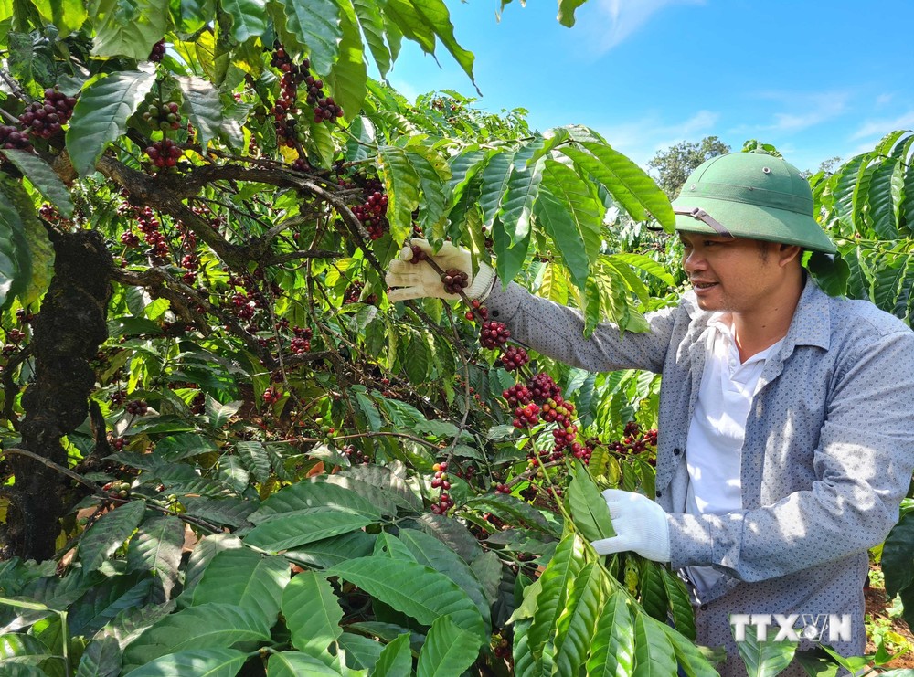 Gia Lai: Nguyễn Hân Coffee Farm - thay đổi tư duy sản xuất cà phê