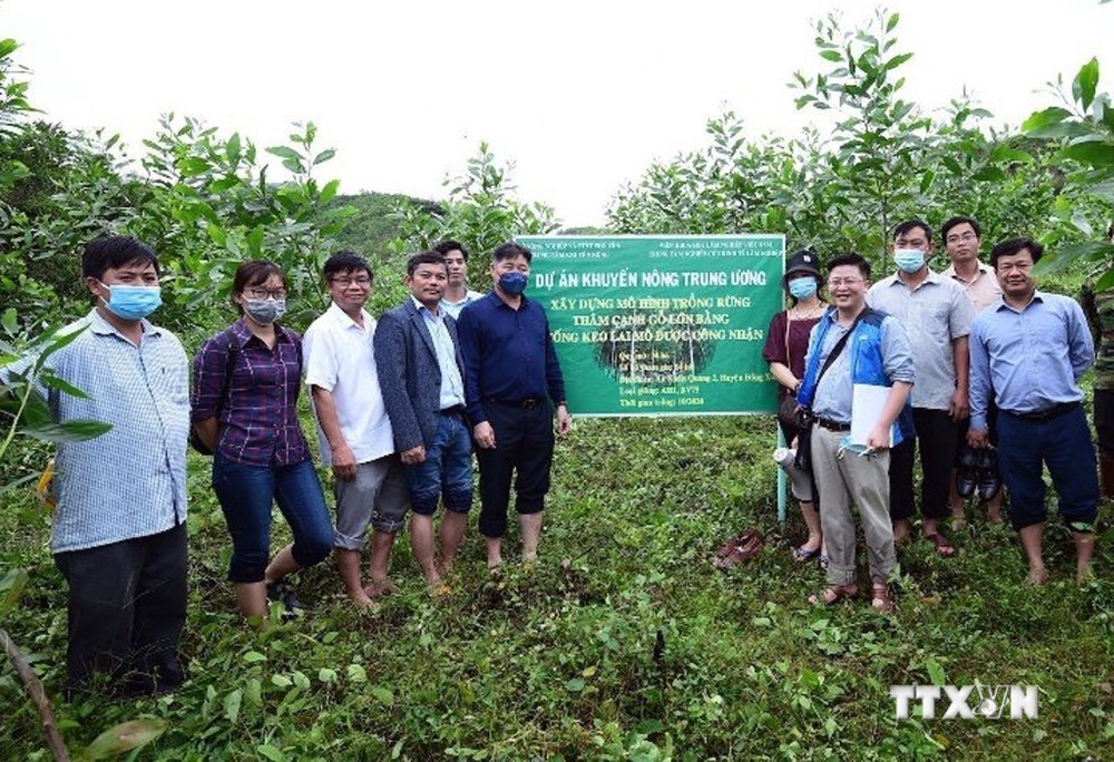 Cán bộ Trung tâm Khuyến nông Quốc gia giới thiệu mô hình trồng rừng gỗ lớn tại huyện Đồng Xuân, tỉnh Phú Yên. Ảnh: TTXVN phát