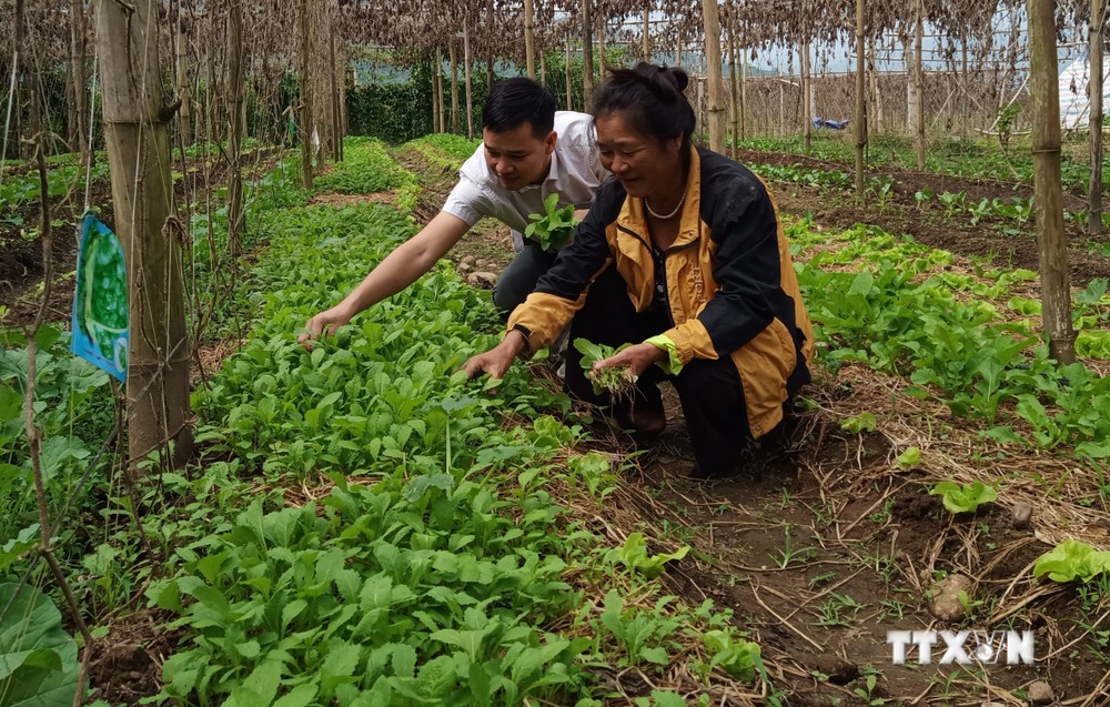 Lai Châu chuẩn bị nguồn nông sản phục vụ cho Tết