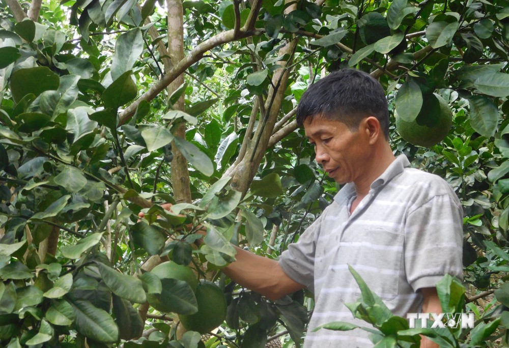 Khánh Hoà khuyến cáo nông dân không nên chặt bỏ cây bưởi da xanh