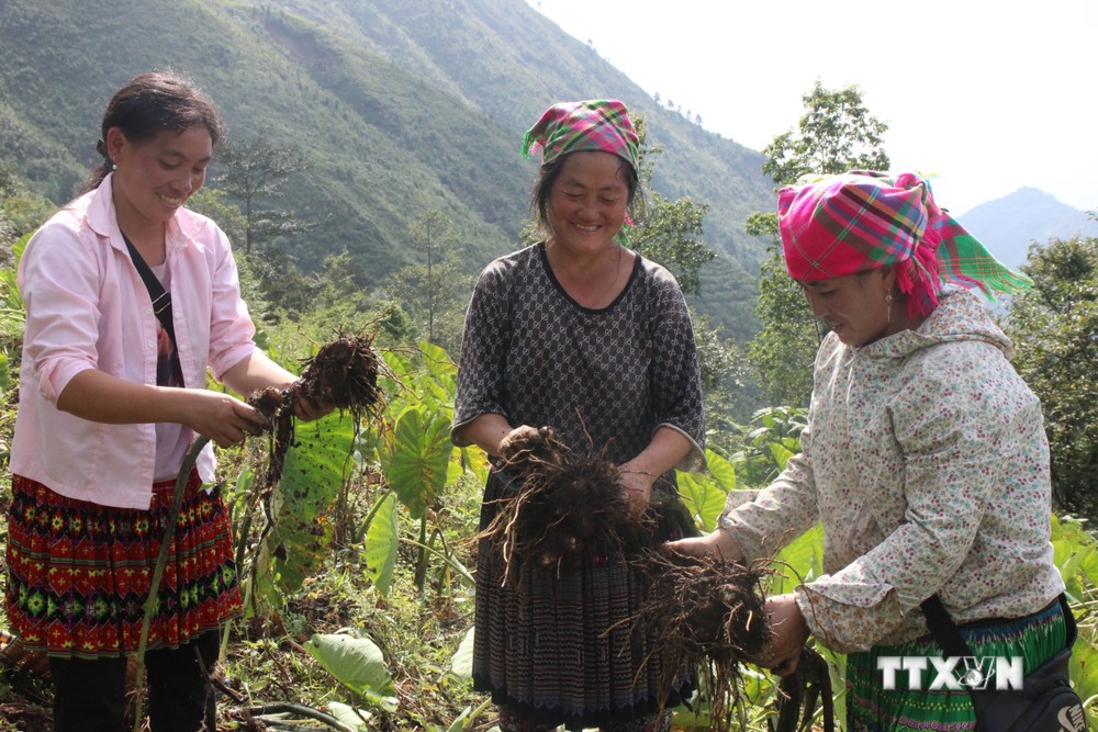 Phát triển sản phẩm OCOP góp phần nâng cao giá trị sản xuất nông nghiệp của tỉnh Yên Bái. Ảnh : Đức Tưởng - TTXVN