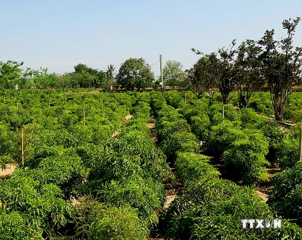 Bảo tồn, phát triển nguồn gen cây dược liệu quý tại Ninh Thuận