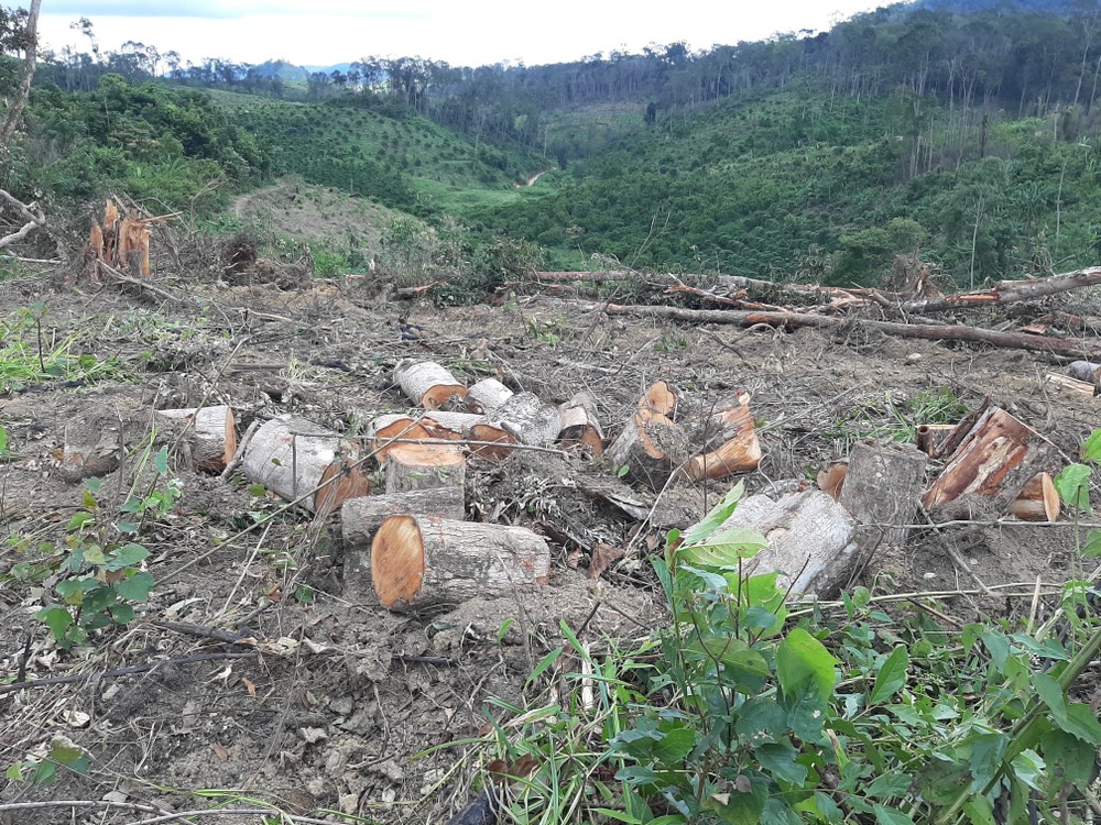 Lâm Đồng: Khẩn trương điều tra, xử lý vụ khai thác rừng trái pháp luật tại huyện Đam Rông
