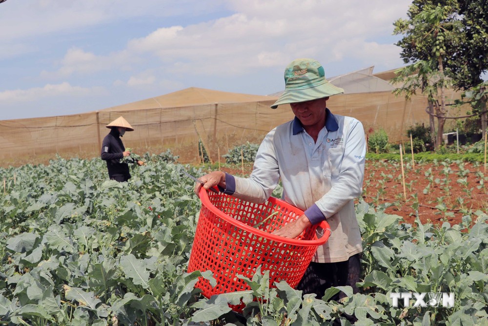 Nông dân xã Tu Tra (Đơn Dương, Lâm Đồng) tham gia mô hình liên kết, tiêu thụ rau qua hệ thống siêu thị. Ảnh: Đặng Tuấn - TTXVN
