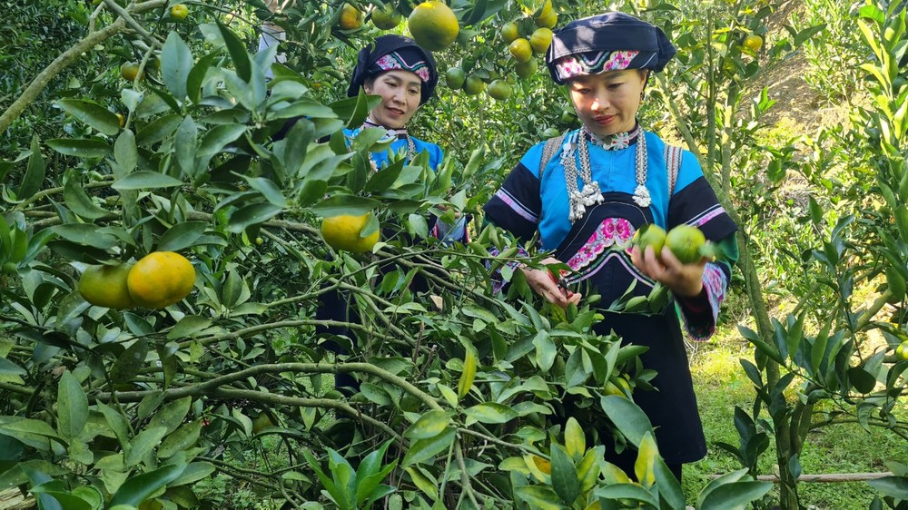 Những phụ nữ vùng cao Lào Cai “xé rào” định kiến