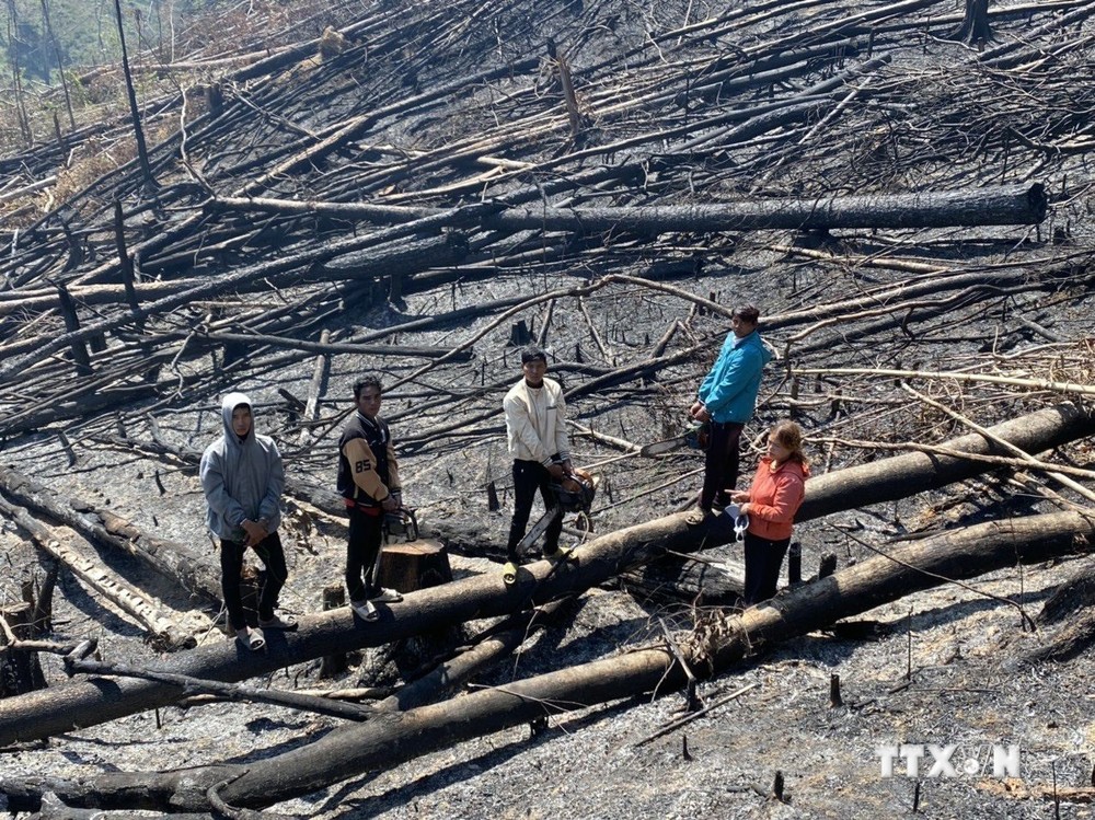 Lâm Đồng tạm giữ hình sự 5 đối tượng để điều tra về hành vi hủy hoại rừng phòng hộ
