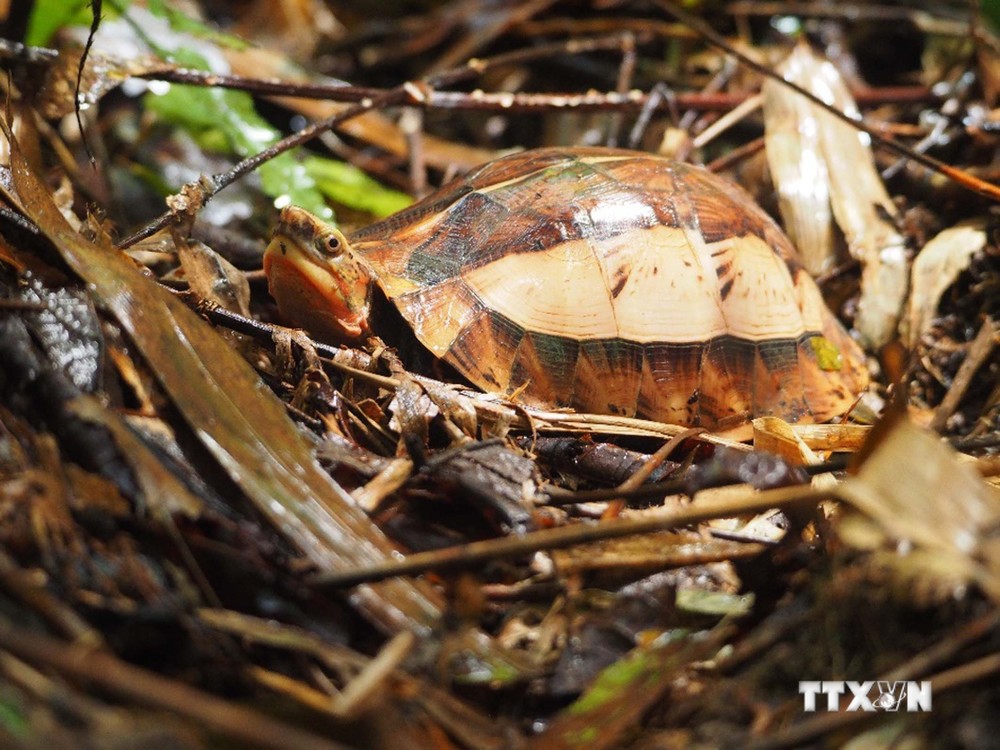 Bảo tồn các loài rùa quý tại Khu Bảo tồn thiên nhiên Xuân Liên