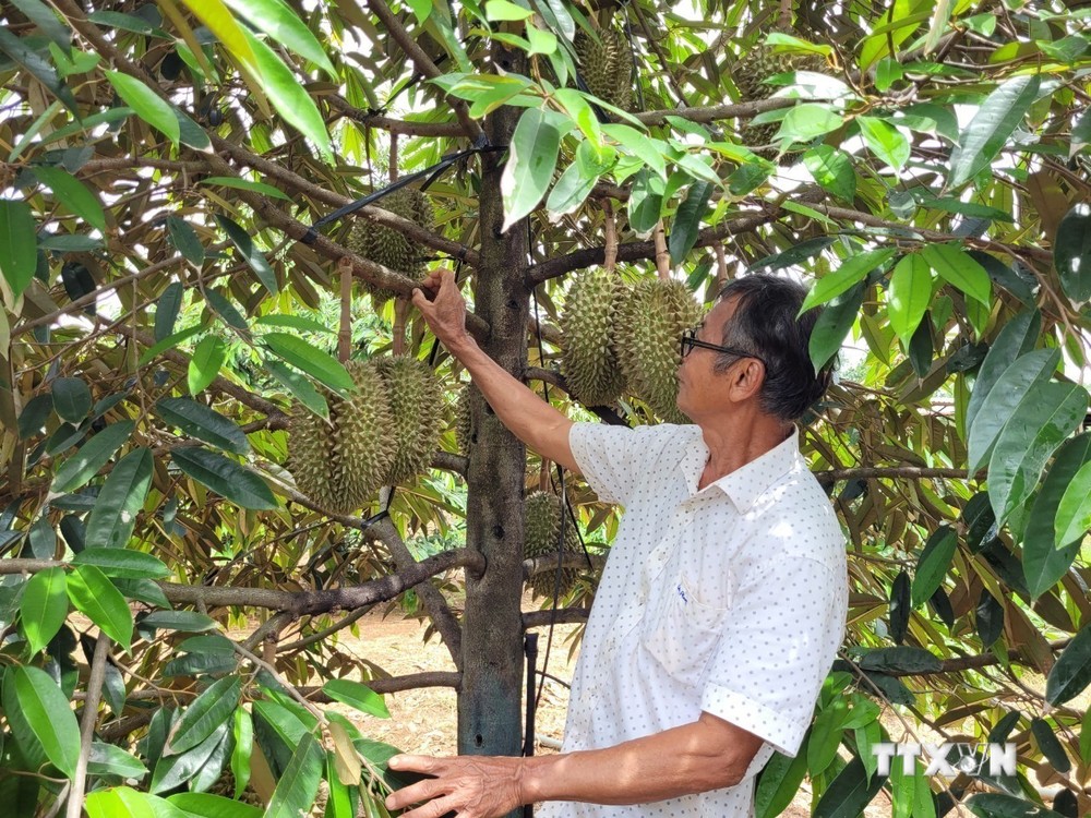 Vườn sầu riêng Thái của gia đình ông Bùi Hữu Đào (xã Kim Long, huyện Châu Đức) chuẩn bị cho thu hoạch. Ảnh: TTXVN phát