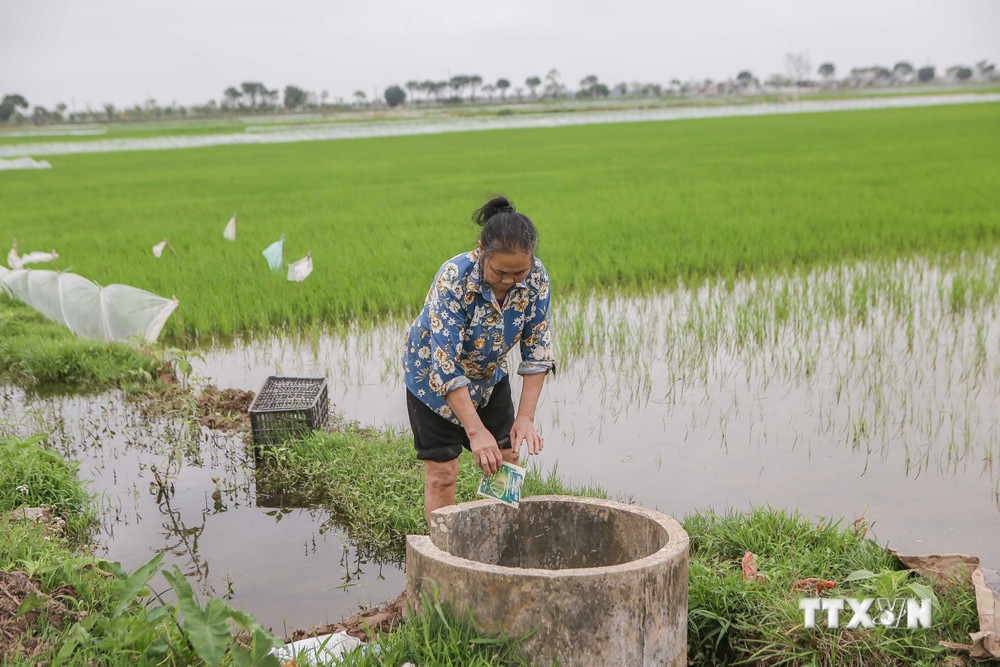 Hiệu quả của mô hình "Bể chứa vỏ bao bì thuốc bảo vệ thực vật" tại Nam Định