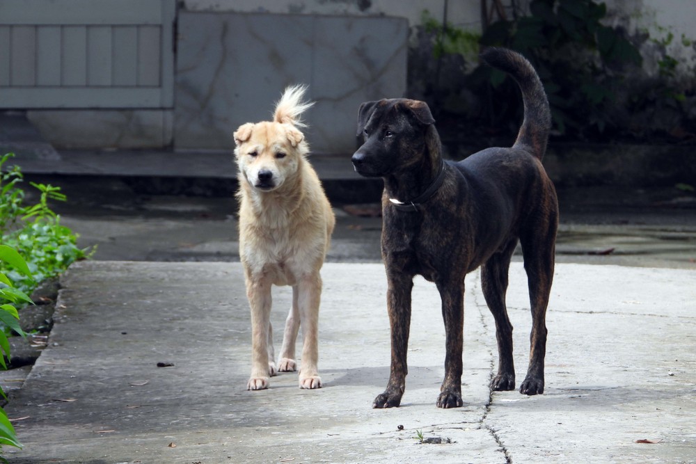 Nghệ An: Cần quản lý việc thả rông chó, mèo để phòng bệnh dại