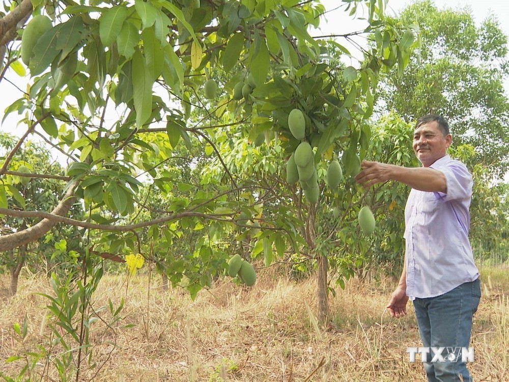 Hộ ông Nguyễn Thanh Sơn trồng 4 năm xoài keo phù hợp với điều kiện đất đai không màu mỡ đã cho nguồn thu ổn định. Ảnh: K GỬIH-TTXVN
