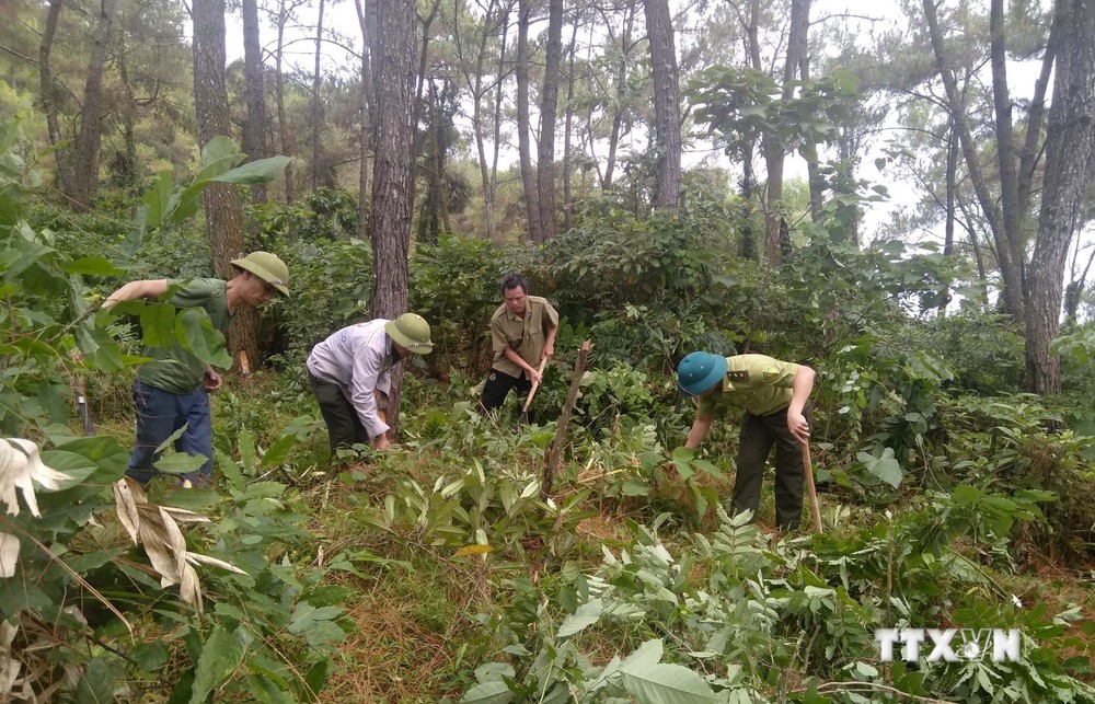 Nhân viên Hạt kiểm lâm huyện Thạch Thành cùng người dân phát quang bụi rậm để phòng cháy rừng. Ảnh: Nguyễn Nam-TTXVN
